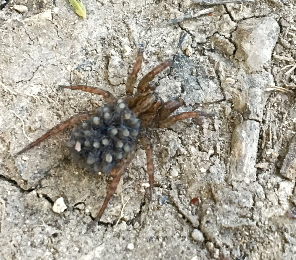 Wolf spider 24 Jun 20