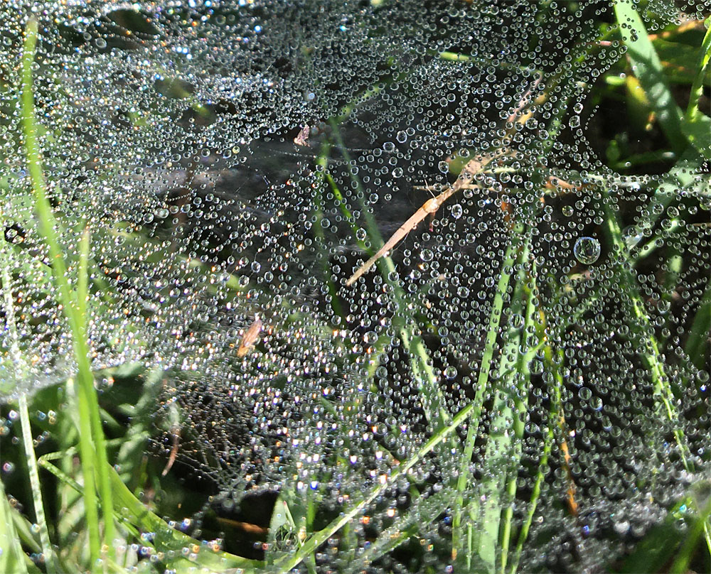 Droplets in web 11 Jul 20