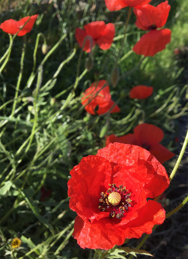 Poppies 11 Jul 20