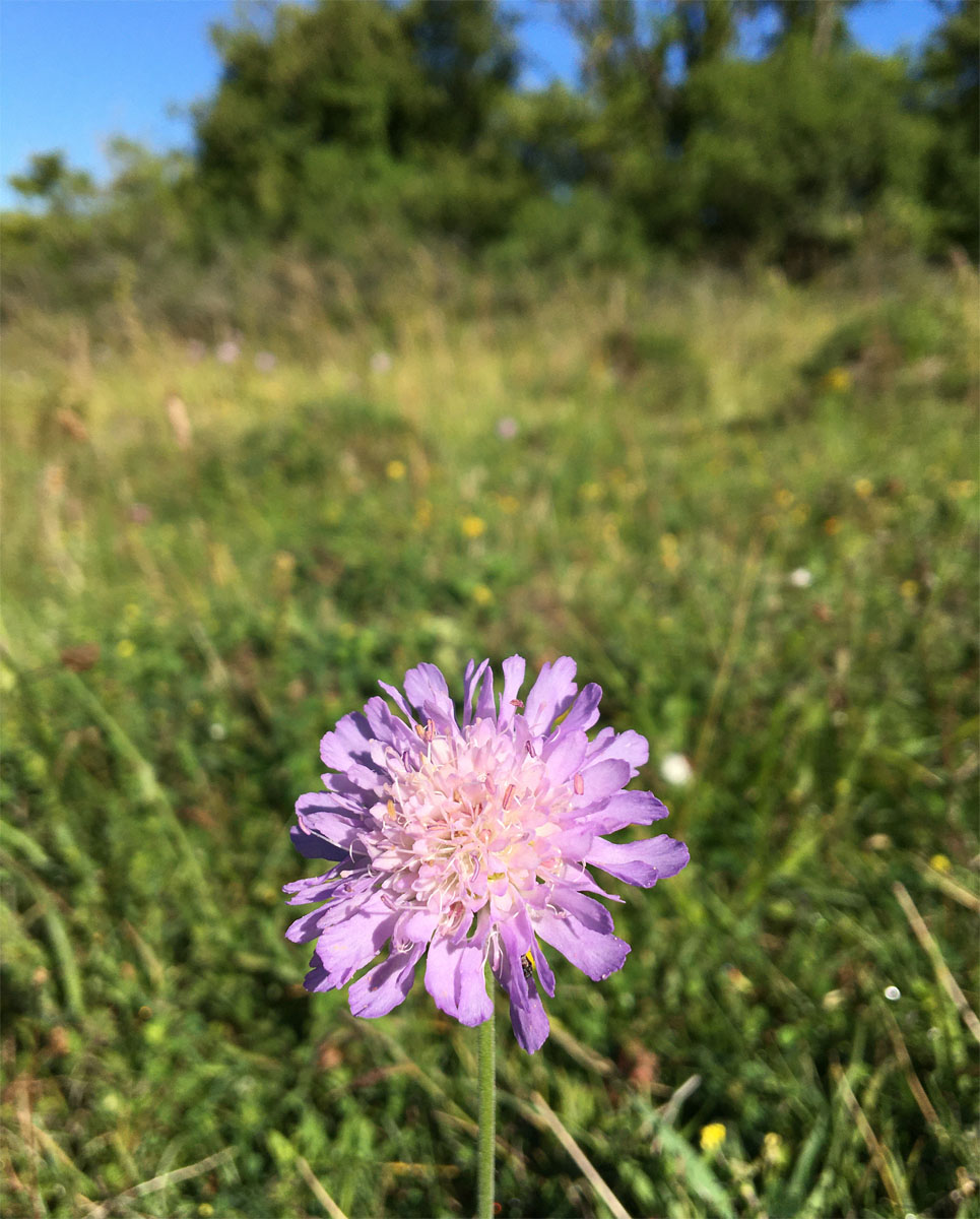 Scabious 11 Jul 20