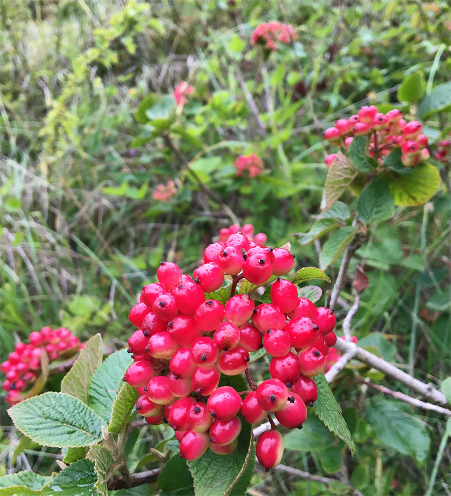 Way Tree The Wayfinder – A Walk with Wildlife