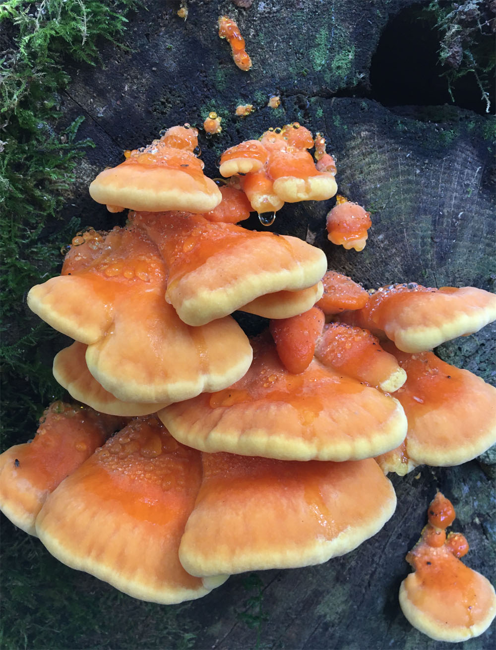 Chicken of the Woods 18 Aug 20