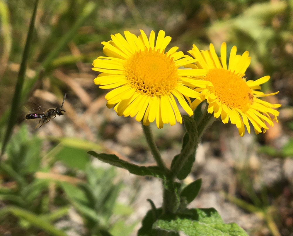 Fleabane and friend 5 Aug 20