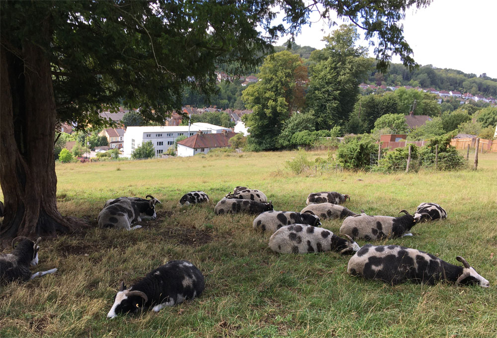 Hebridian sheep 20 Aug 20