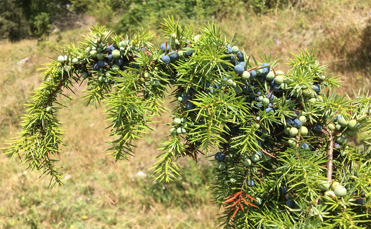 Juniper 20 Aug 20