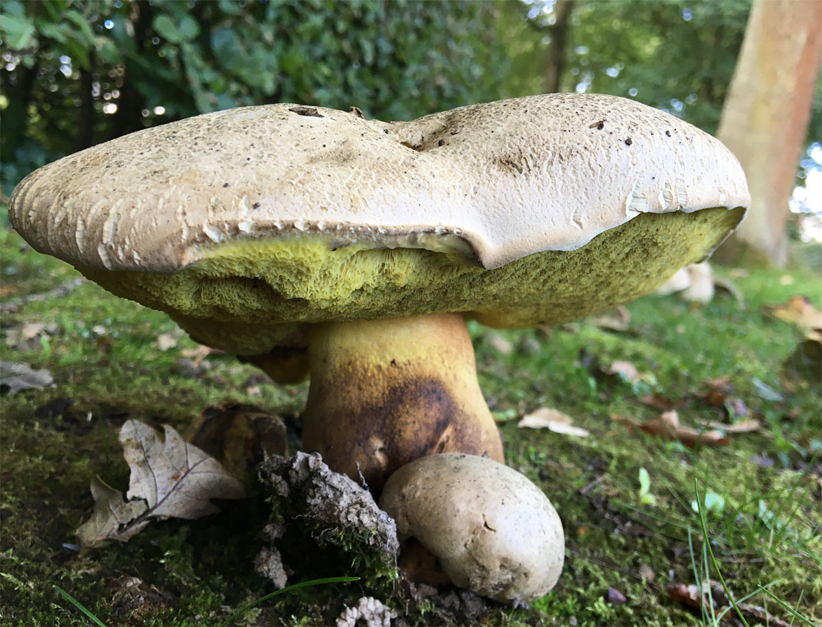 Bolete 5 Sept 20