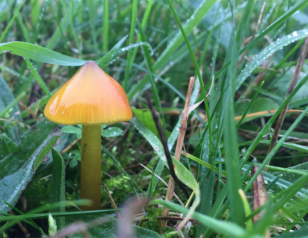 Blackening waxcap2 30 Oct 20