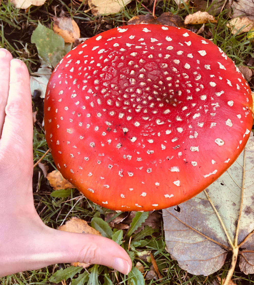 Fly agaric 30 Oct 20