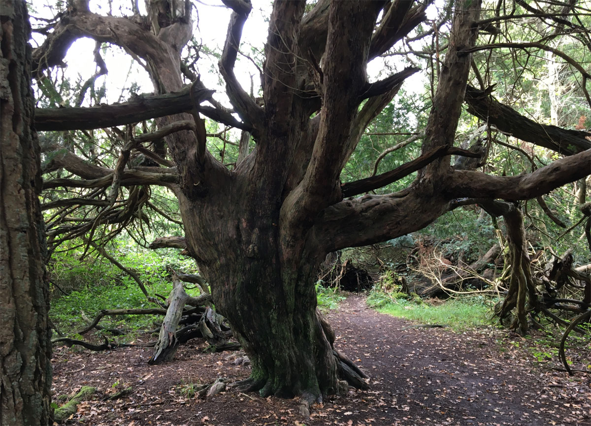 Yew forest1 Oct 20
