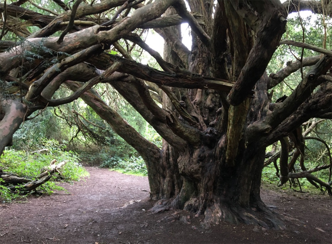 Yew forest2 Oct 20