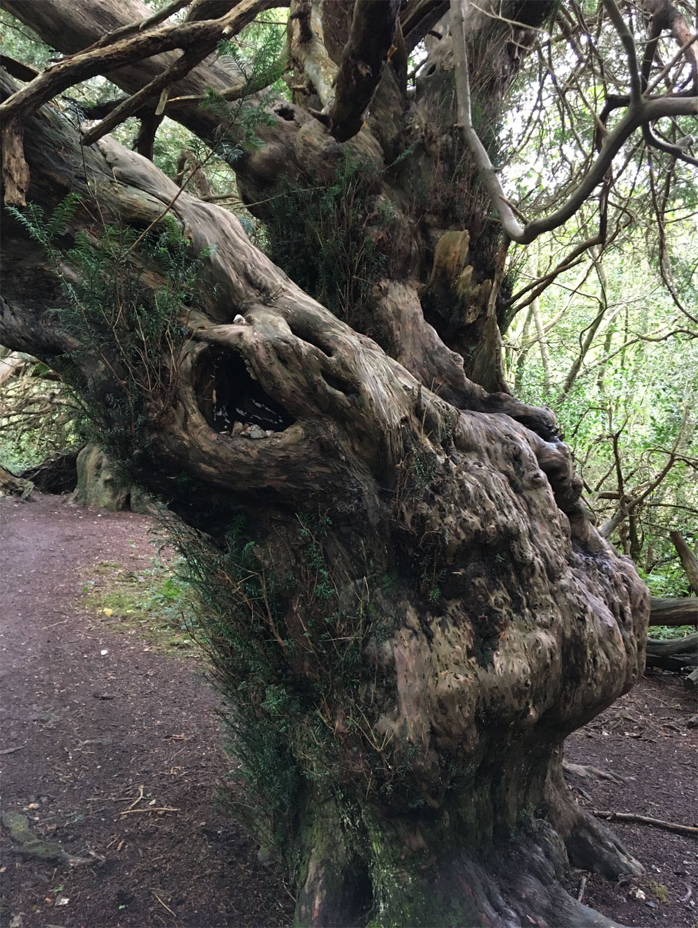 Yew forest3 Oct 20