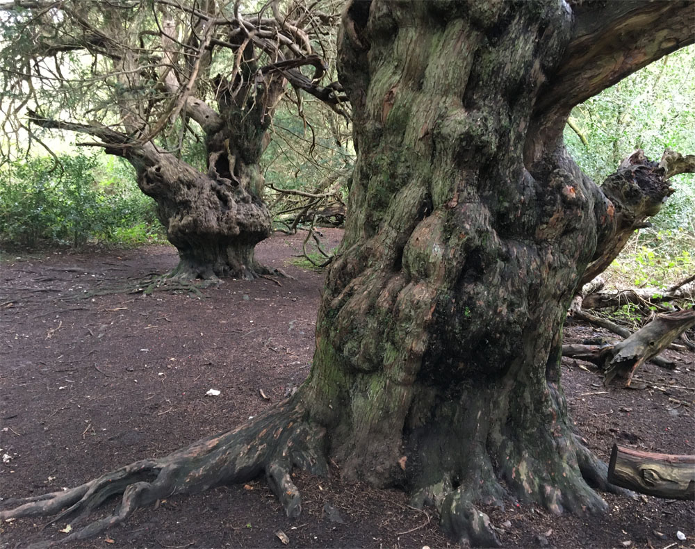 Yew forest4 Oct 20