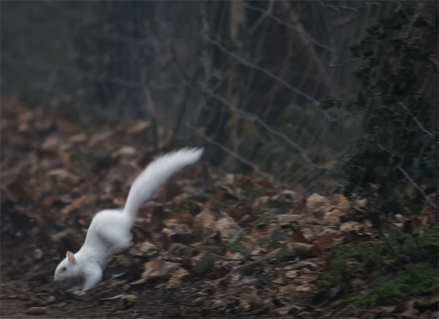 Albino squirrel 1 Jan 21