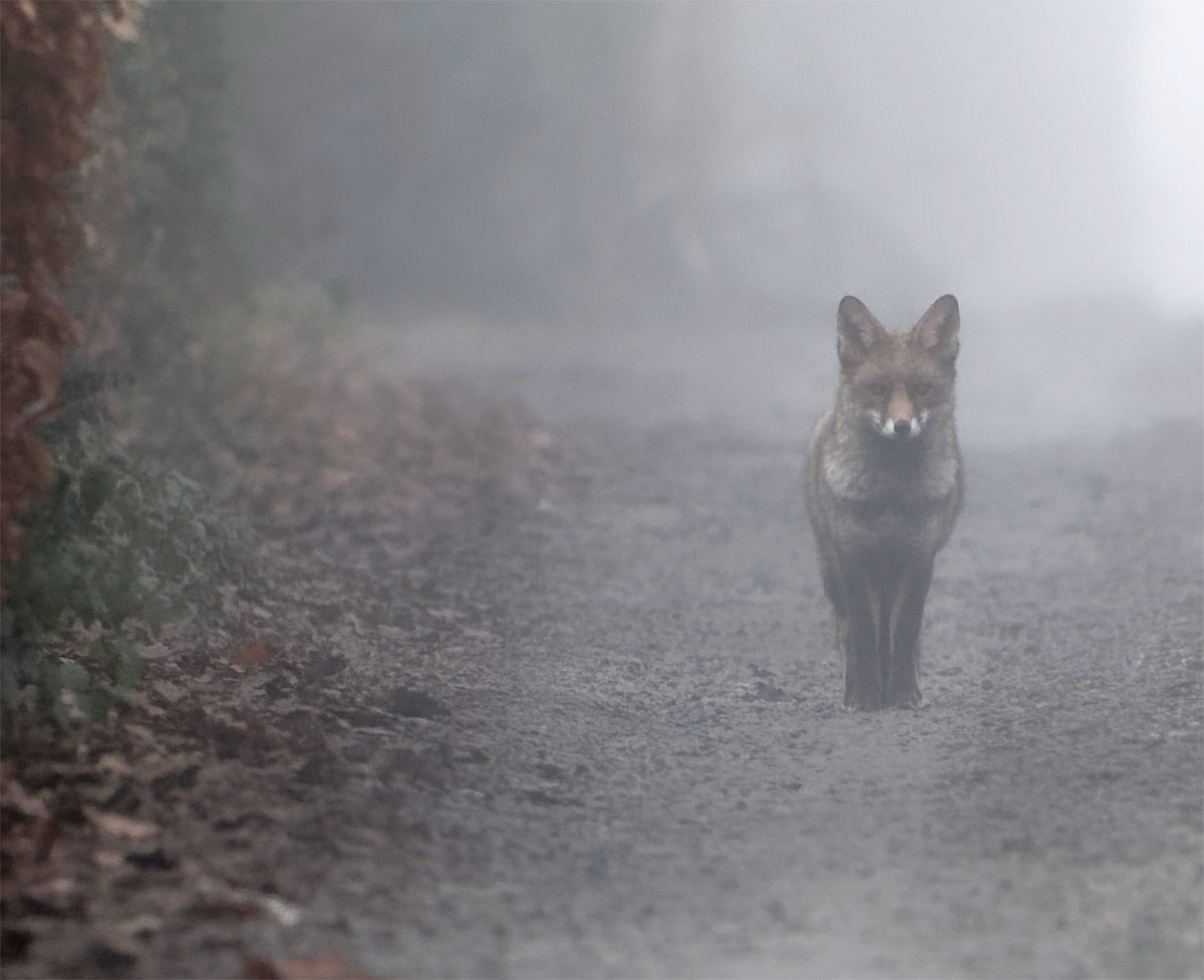 Fox mist 1 Jan 21