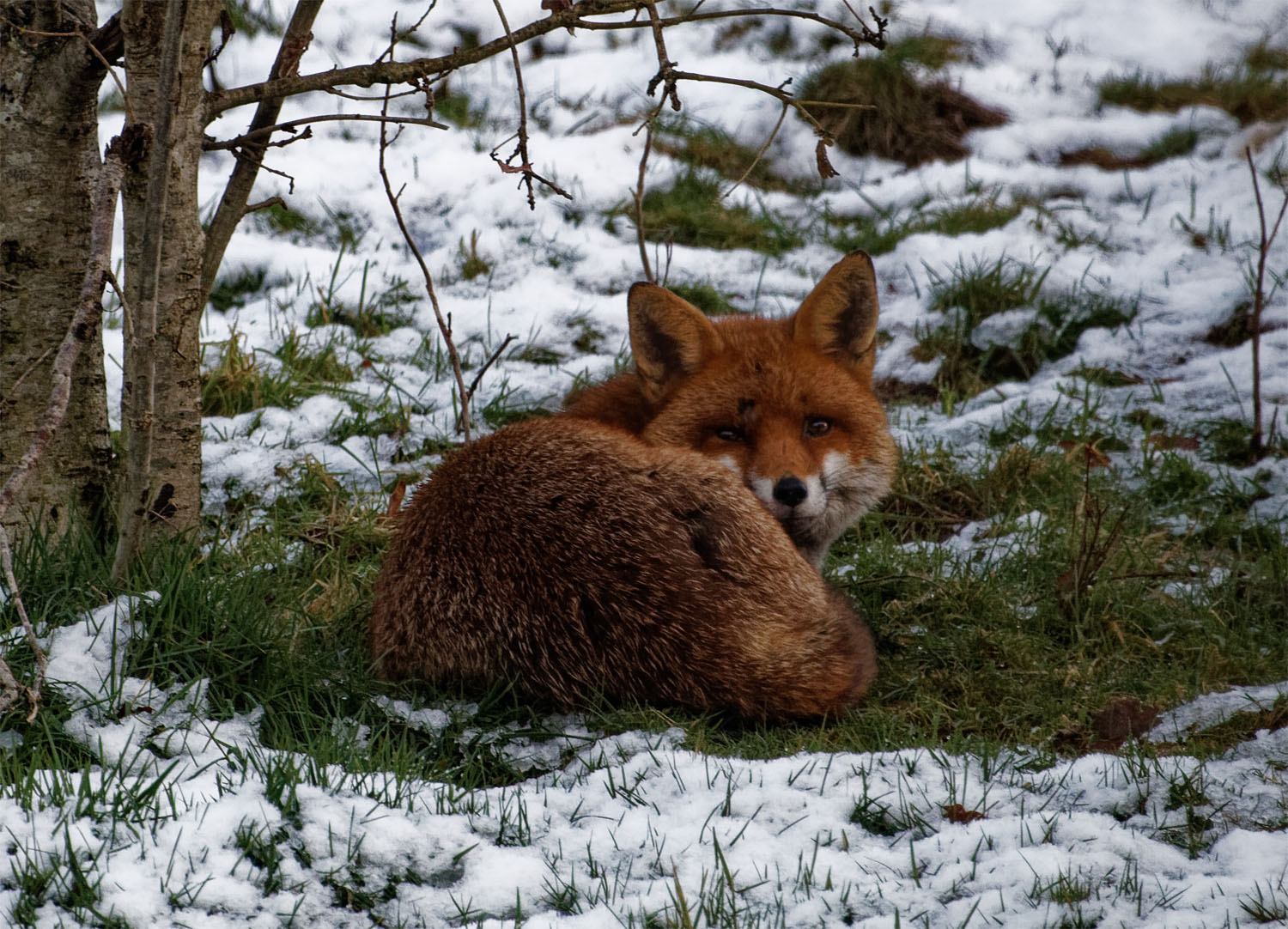 Fox snow rest 7 Jan 20