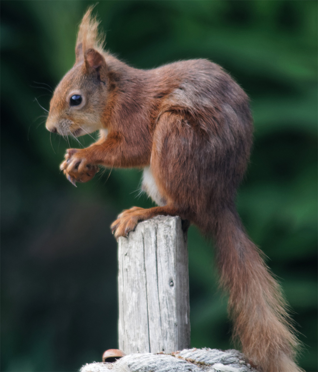 Red squirrel IoW 23 May 2019