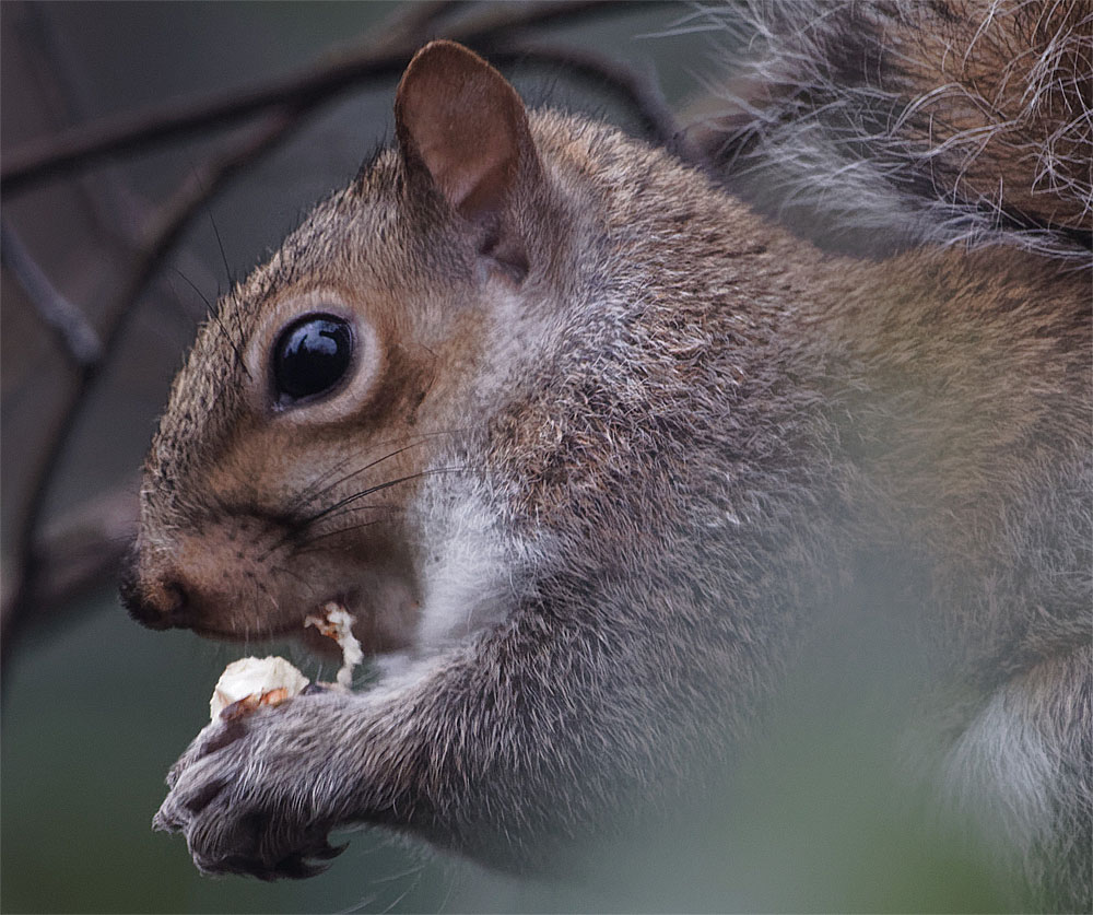 Squirrel breakfast 1 Jan 21