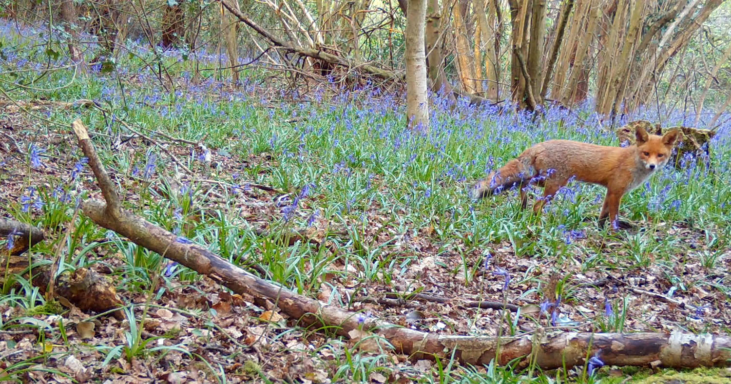 Fox in bluebells May 2021