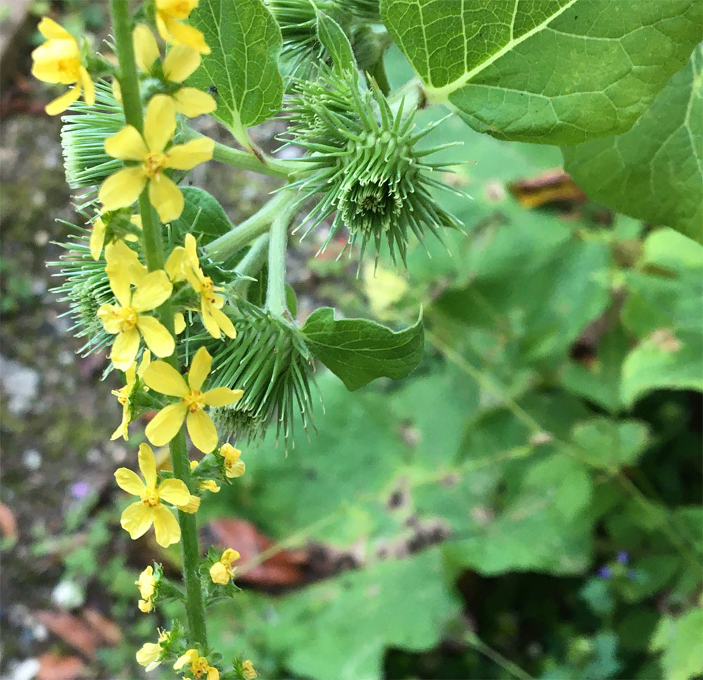 Agrimony and burdock Jul 21