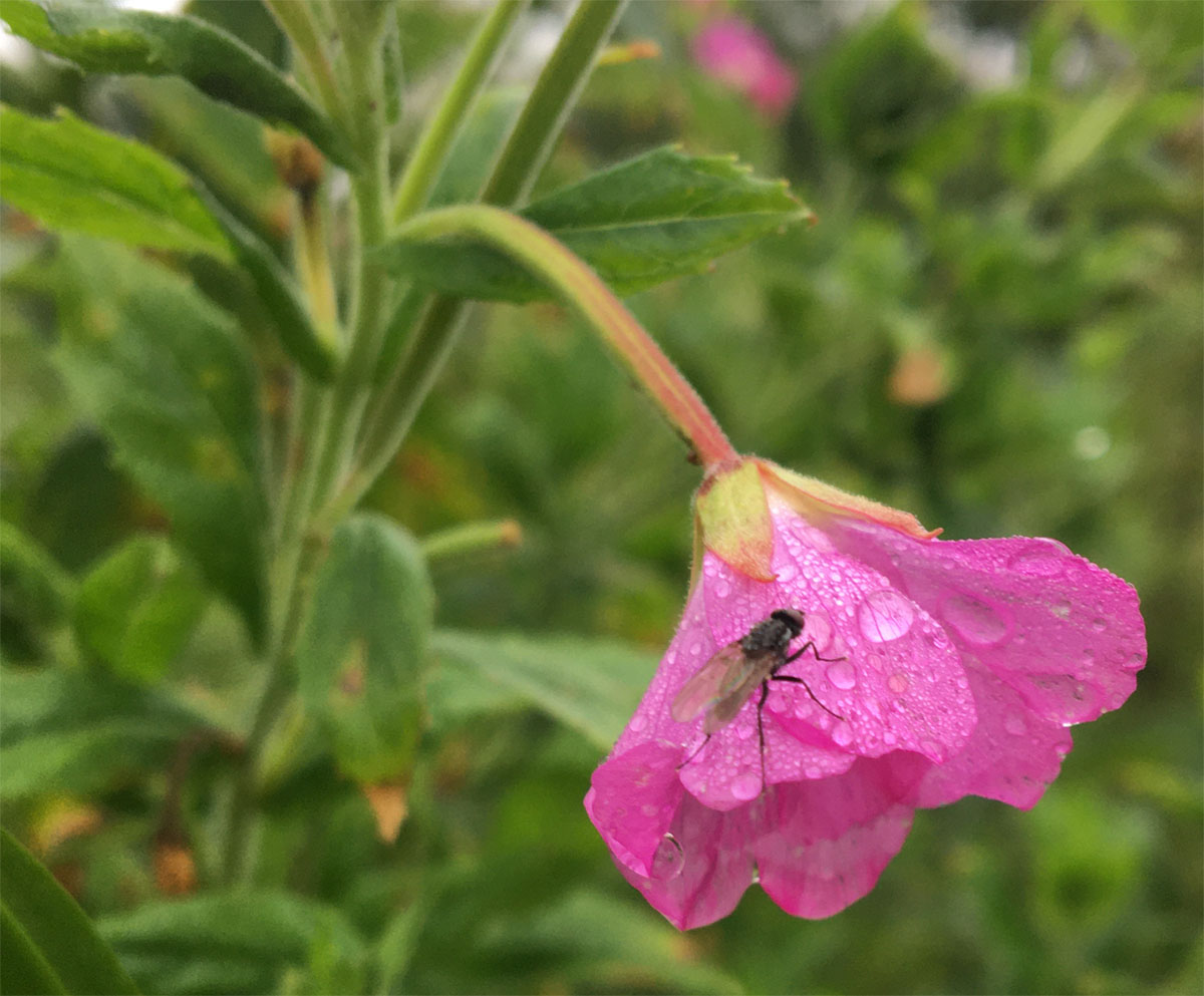Fly and campion 28 Jul 21