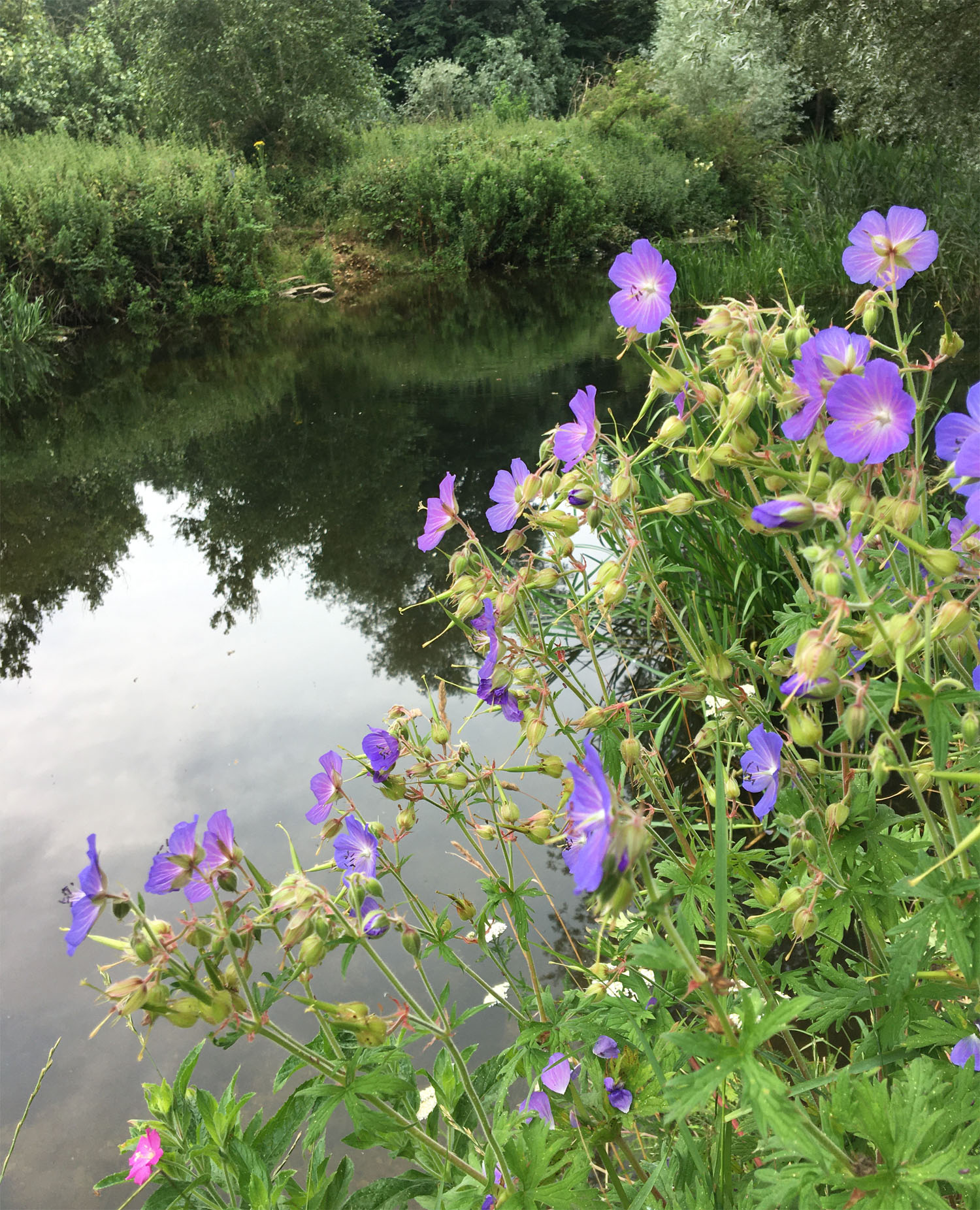 Meadow cranesbill 27 Jul 21