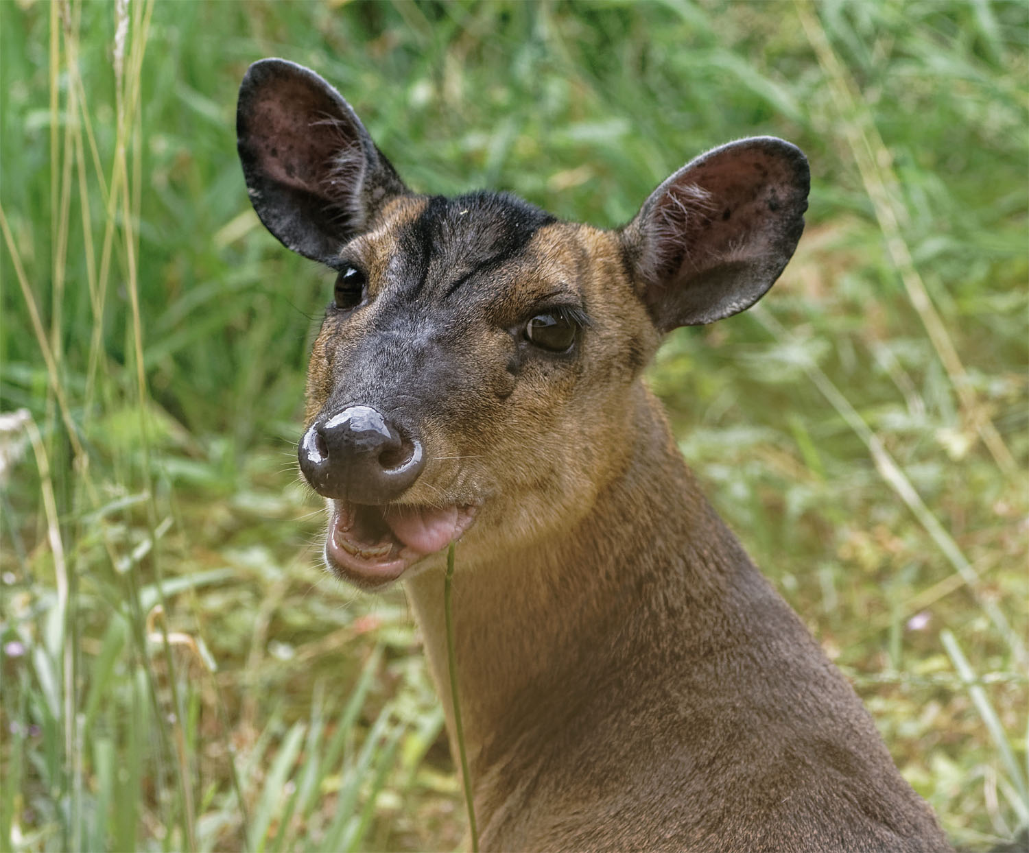 Muntjac munching 26 Jul 21