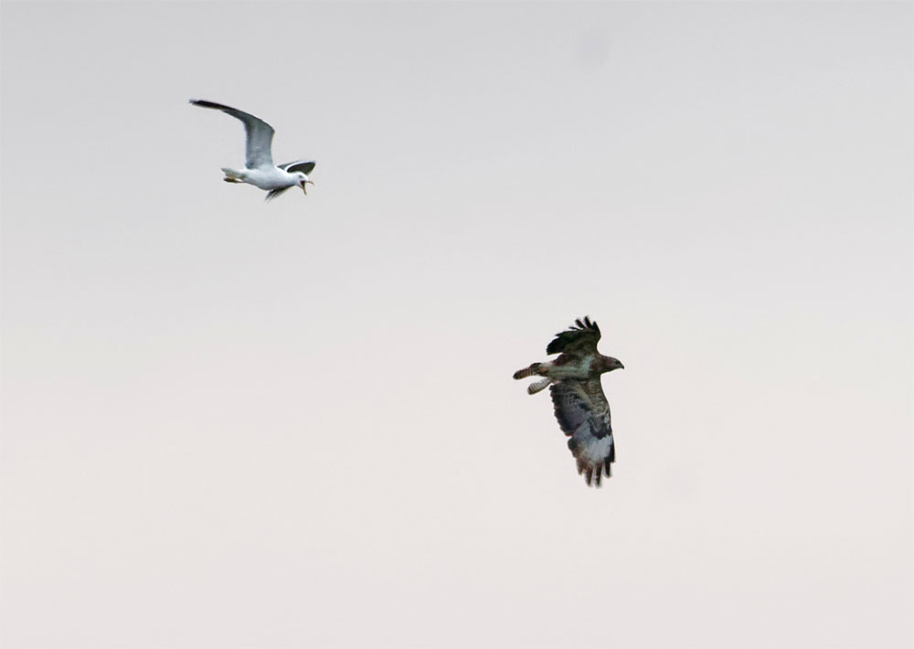 Buzzard and gull 8 Aug 21