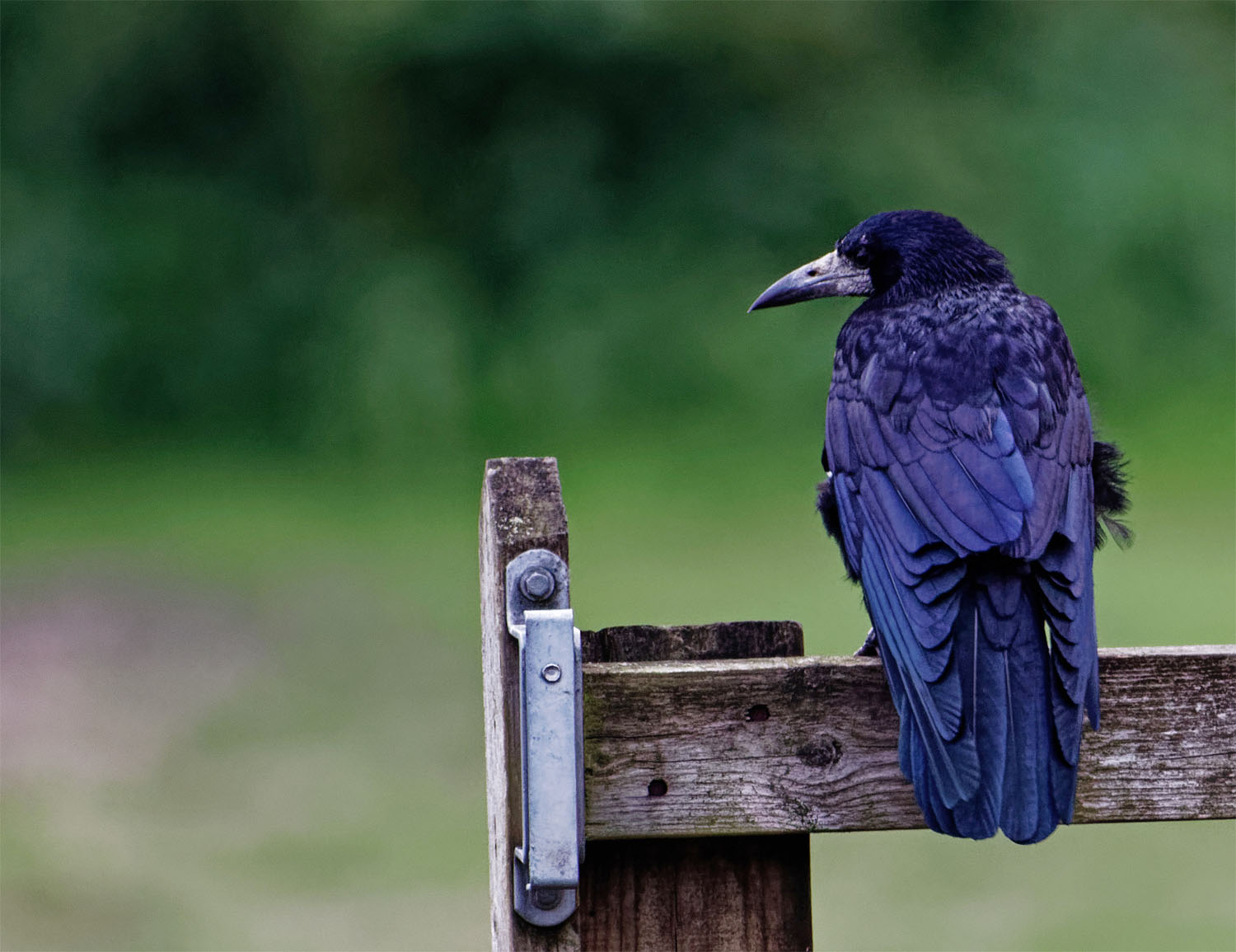 Rook portrait 8 Aug 21
