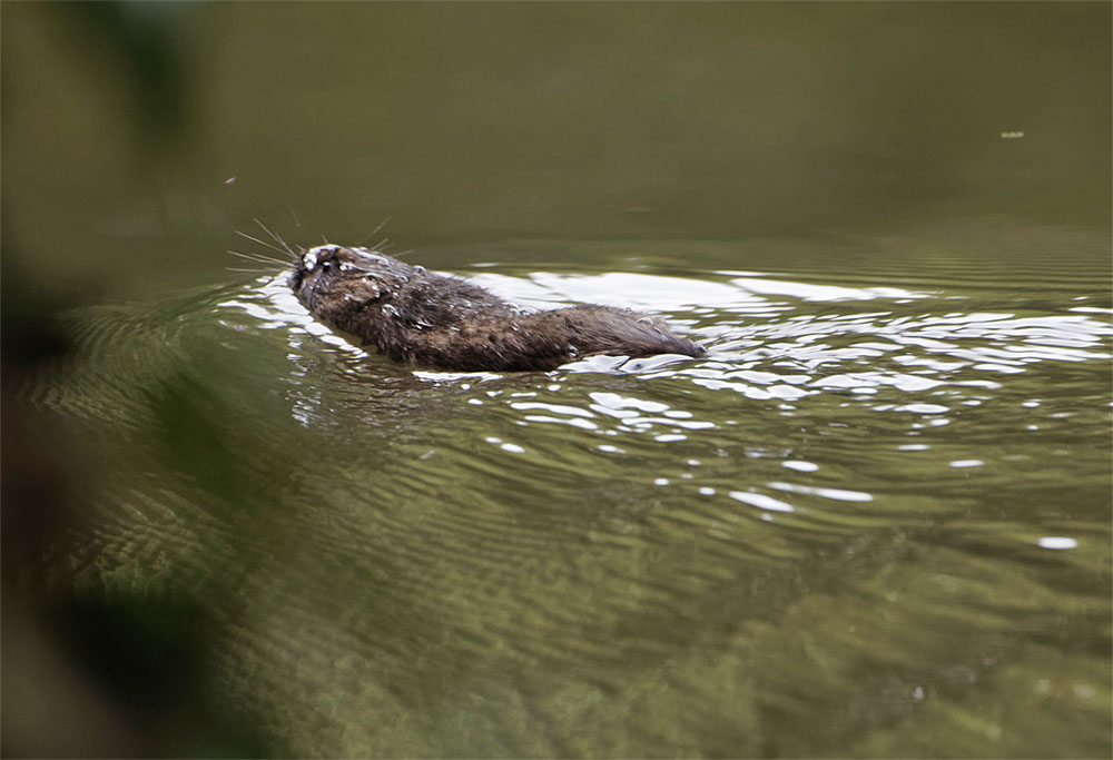 Water vole2 21 Aug 21