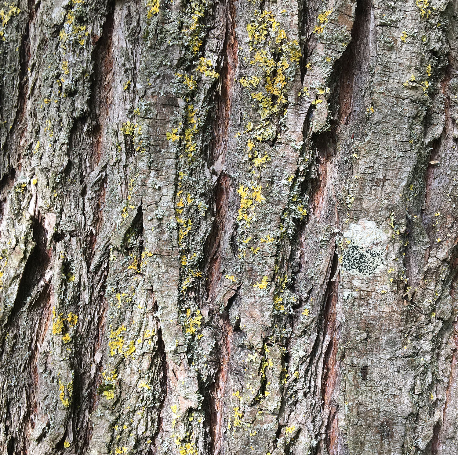 Crack willow 4 Sept 21