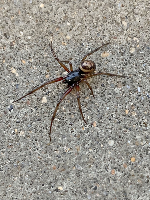 False widow 10 Sept 21