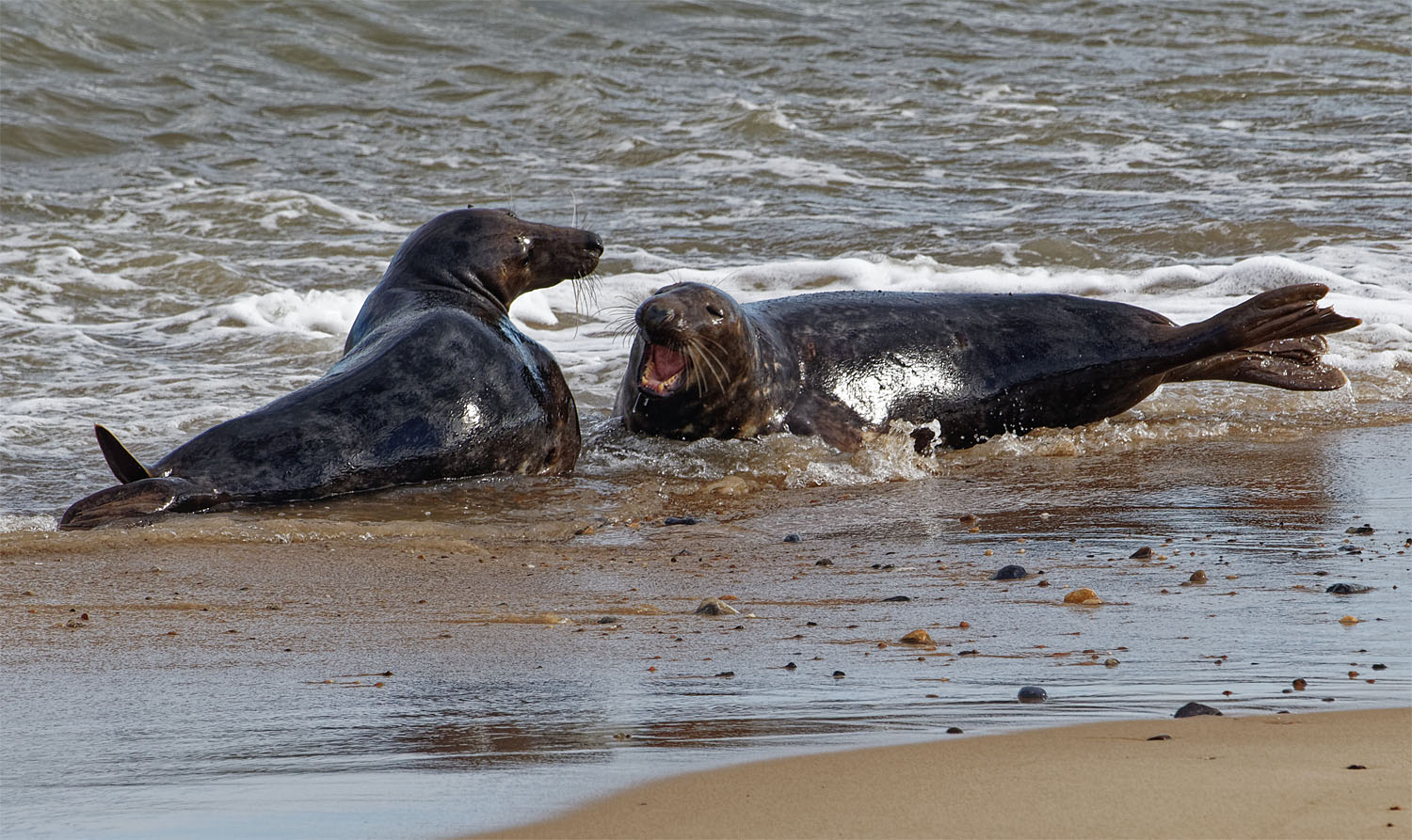 Grey seals1 Horsey 25 Oct 21