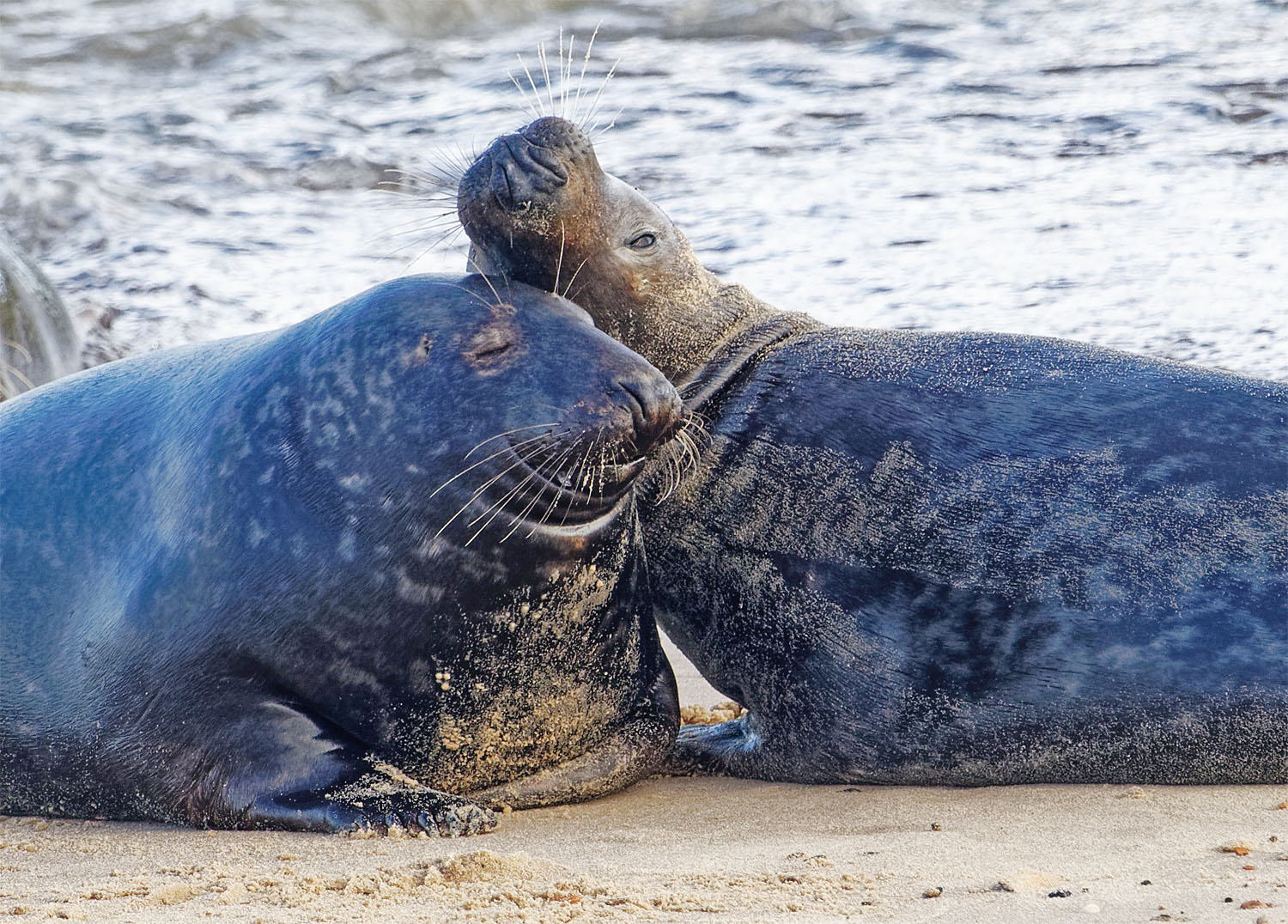 Grey seals2 Horsey 25 Oct 21