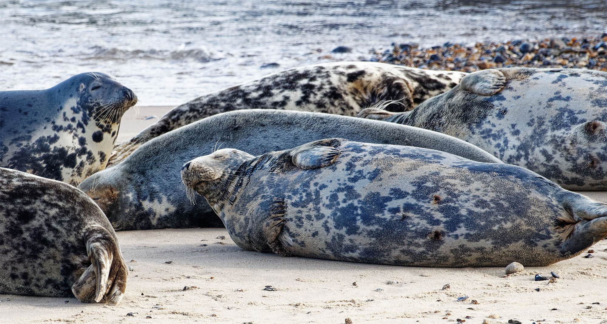 Grey seals3 Horsey 25 Oct 21