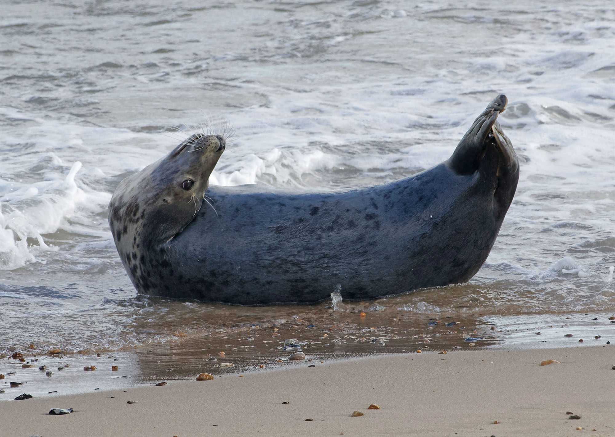 Grey seals4 Horsey 25 Oct 21