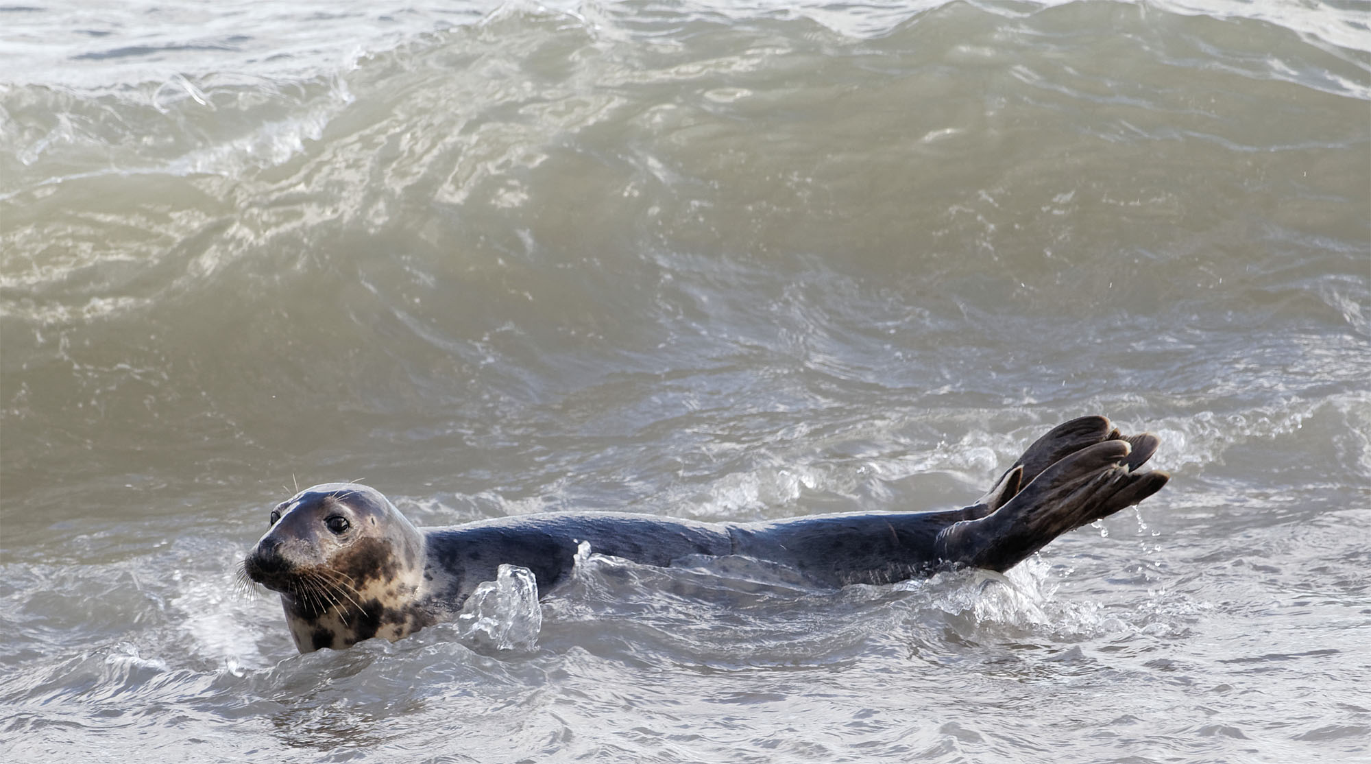 Grey seals5 Horsey 25 Oct 21