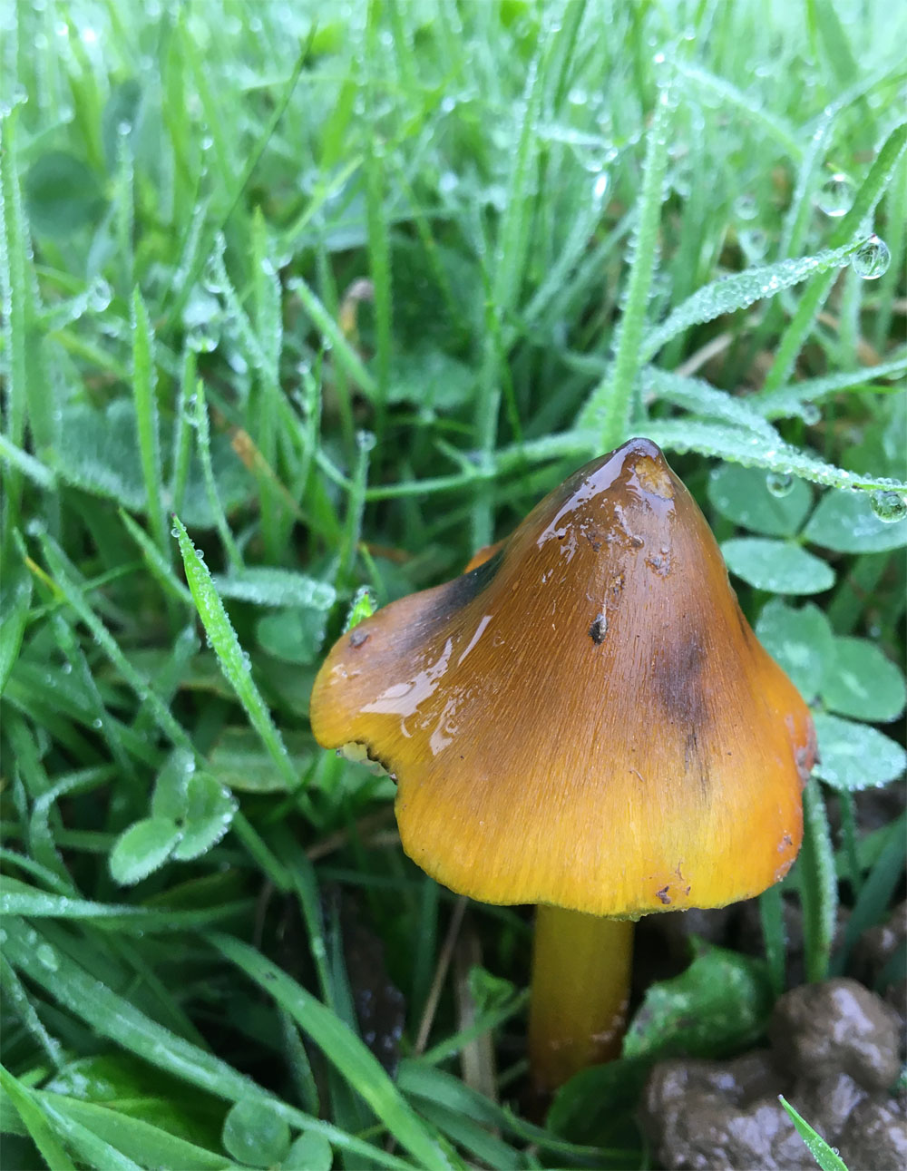 Blackening waxcap golden