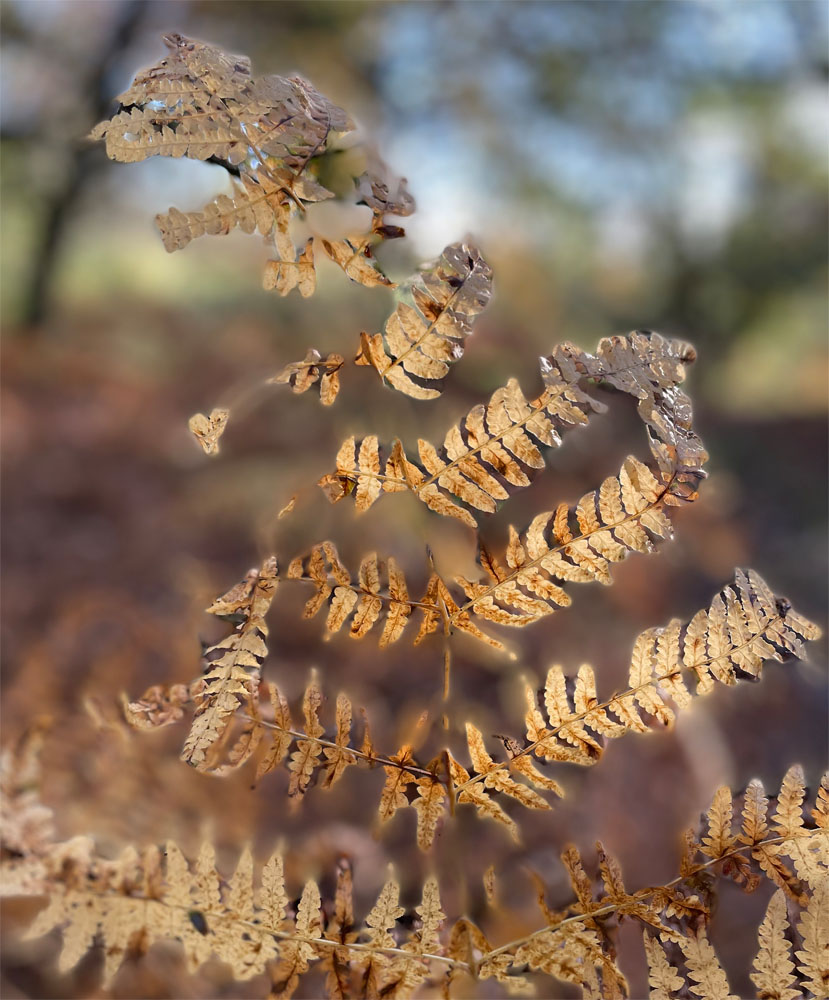 Peddars Way 1st stage2