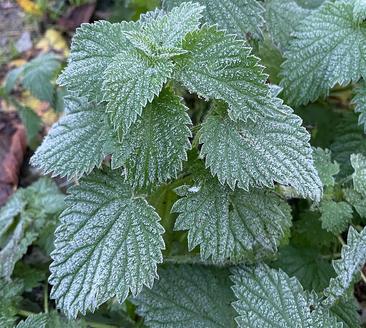 Stinging nettle 2 Nov 21