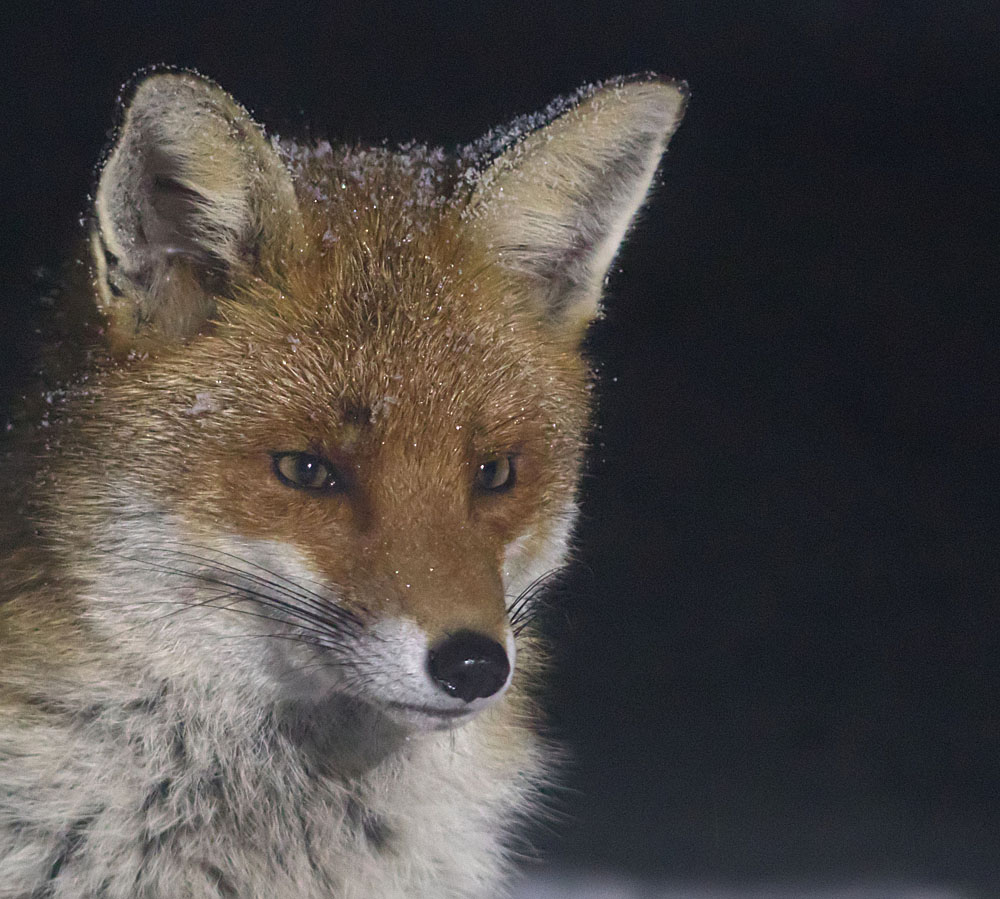 Fox Dun Male2 18 March 2018