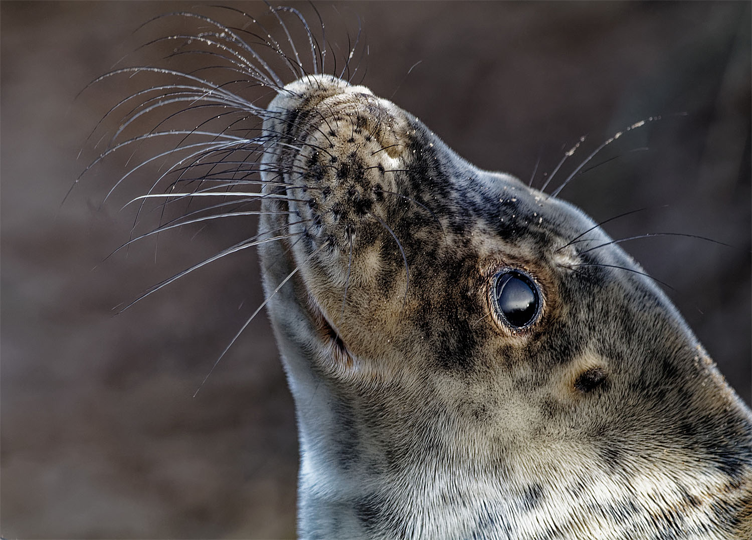 Seal pups1 18 Dec 2021