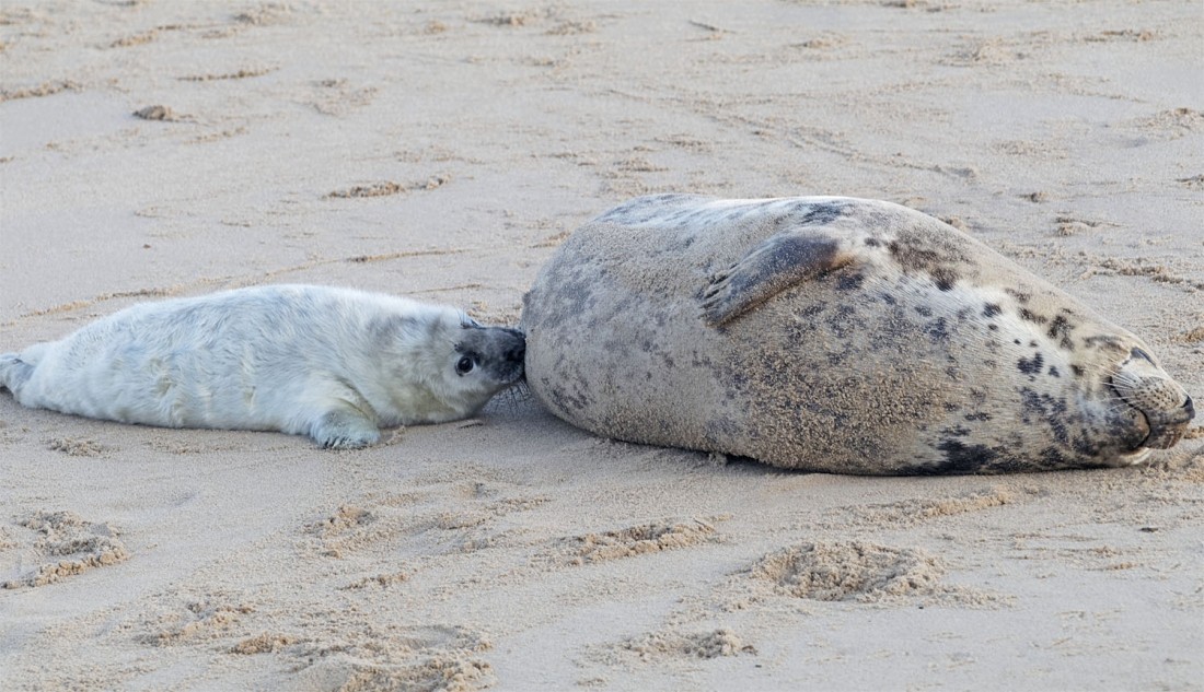 Seal pups3 18 Dec 2021