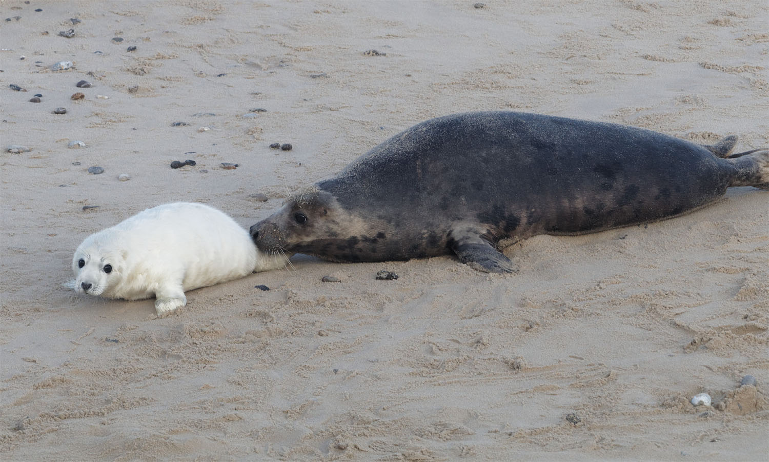 Seal pups5 18 Dec 2021