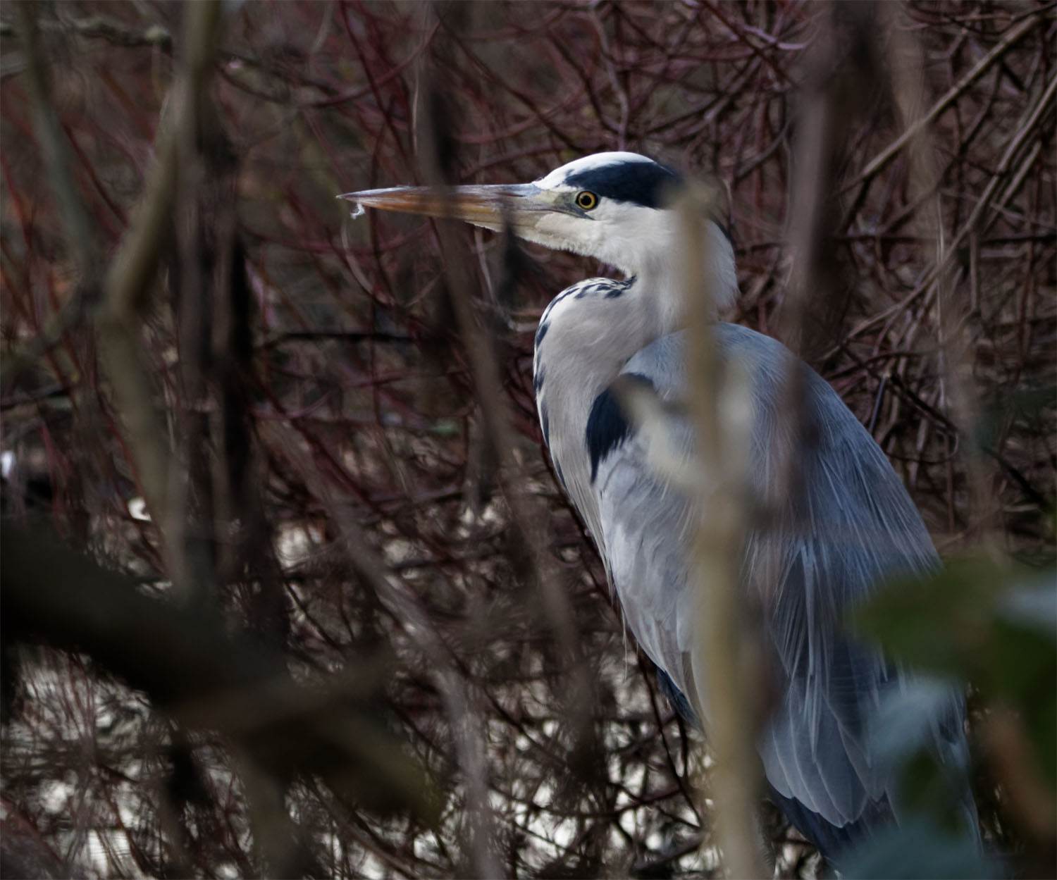 Grey heron Jan 22