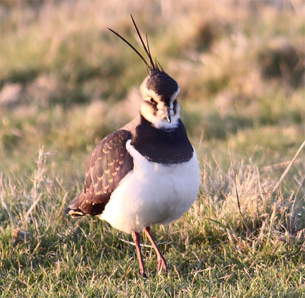 Lapwing2