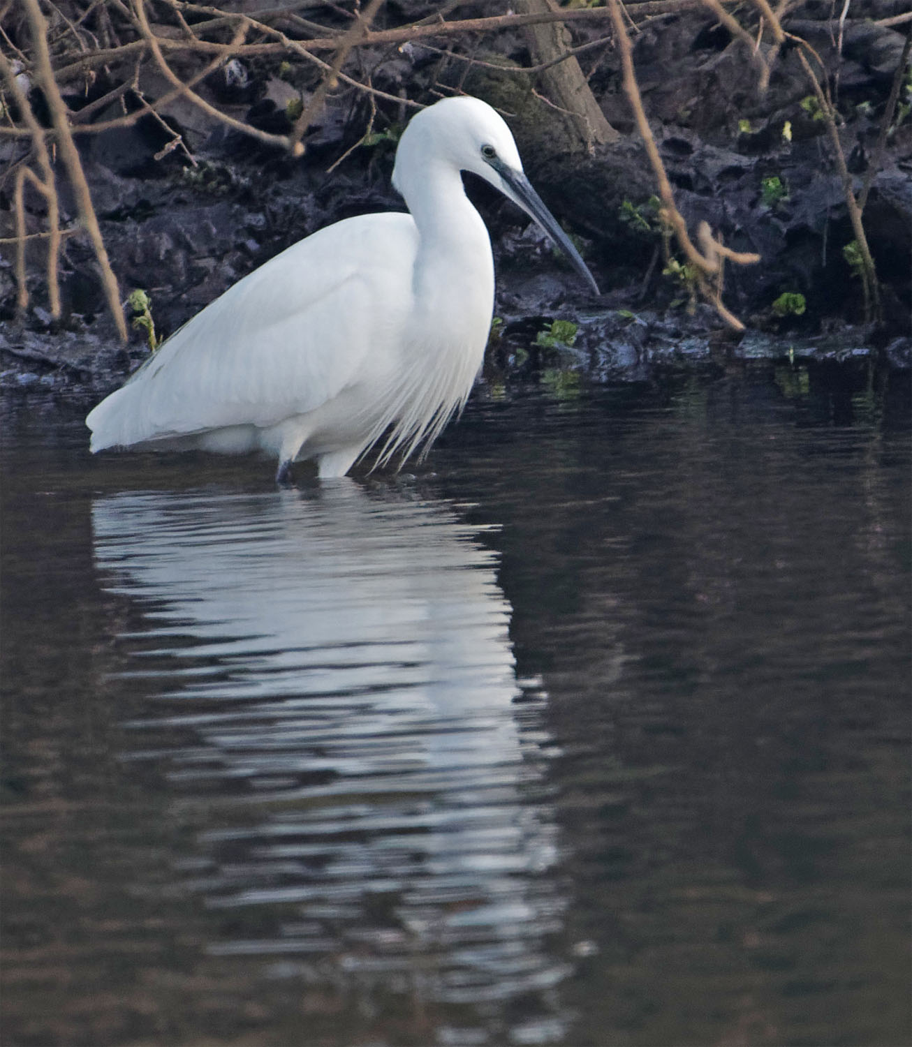 Little egret Jan 22