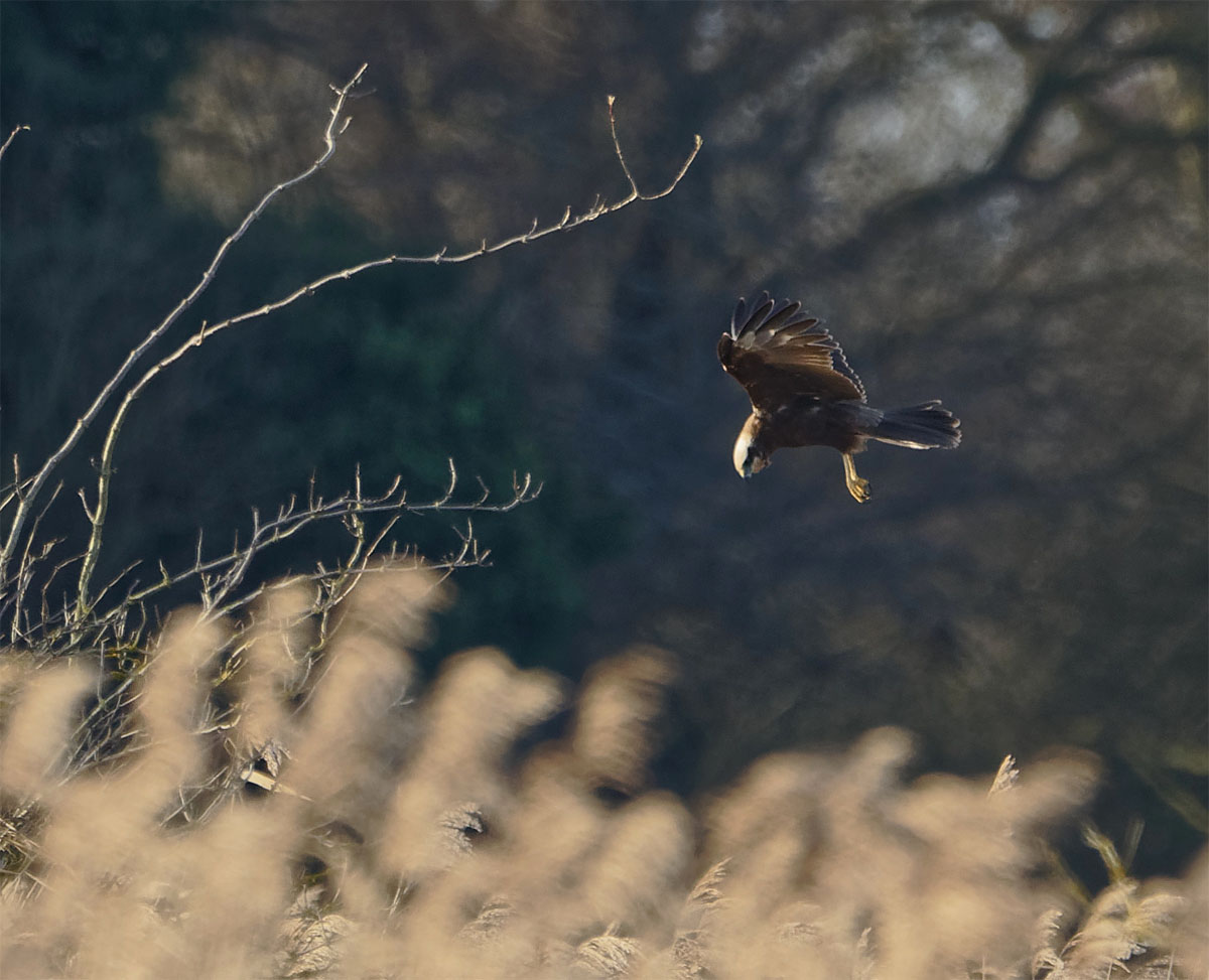 Marsh harrier SF 31 Dec 21