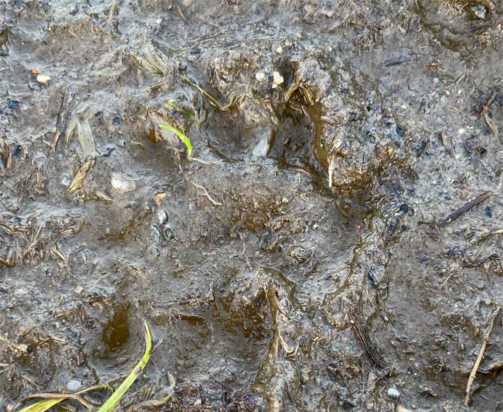 Otter track SF 31 Dec 21