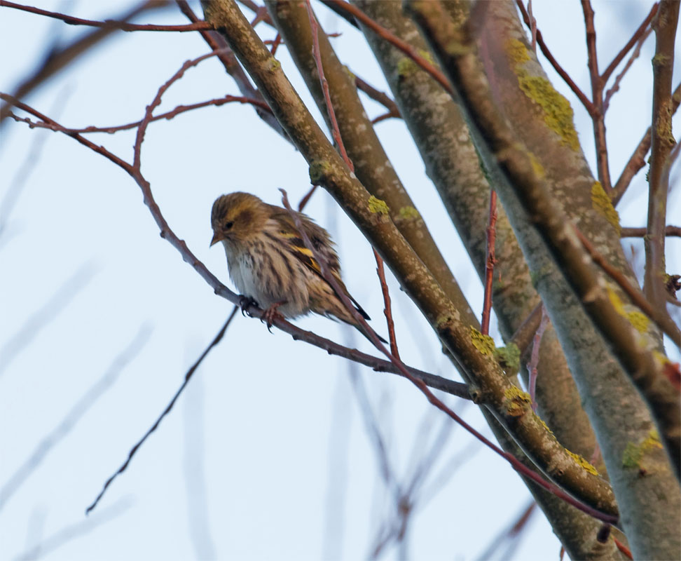 Siskin2 22 Jan 22