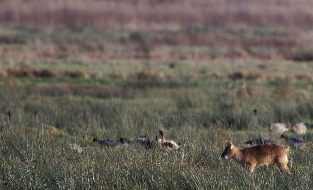 Water deer SF 31 Dec 21